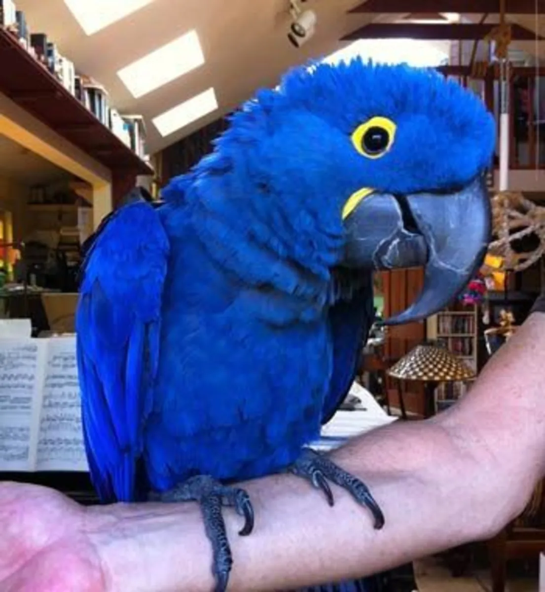 Blue-headed Macaw for sale | Strong character | Requires an experienced owner