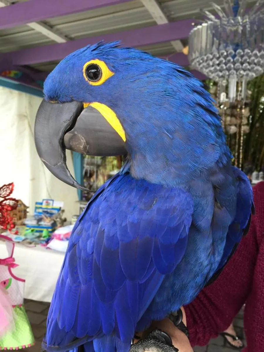 Blue-headed Macaw for sale | Strong character | Requires an experienced owner