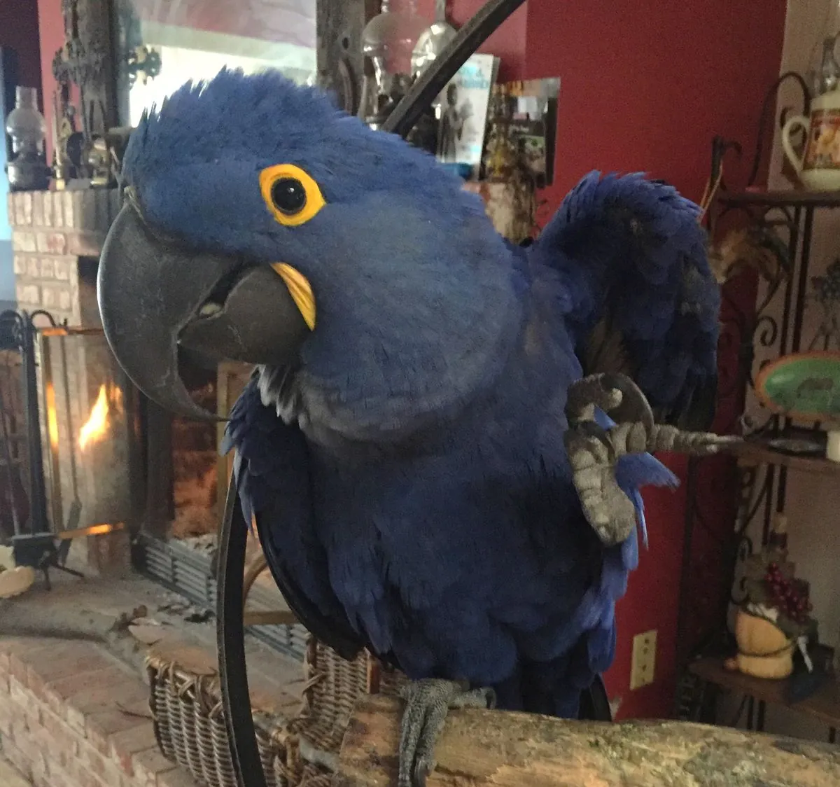 Blue-headed Macaw for sale | Strong character | Requires an experienced owner