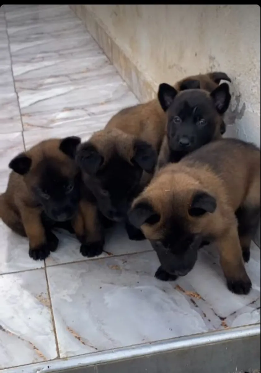 Pastor Belga Malinois en venta | Muy inteligente | Necesita liderazgo real