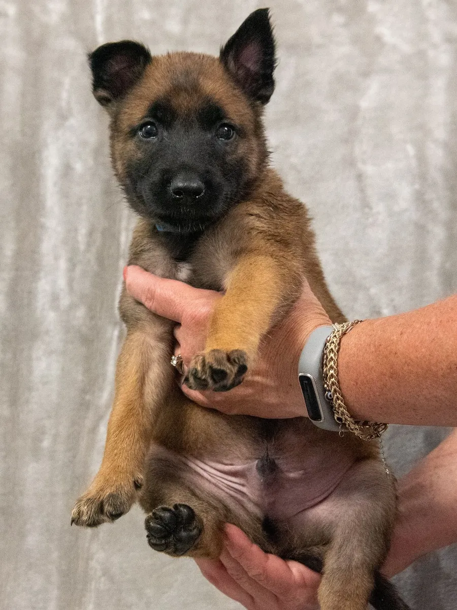 Pastor Belga Malinois en venta | Muy inteligente | Necesita liderazgo real