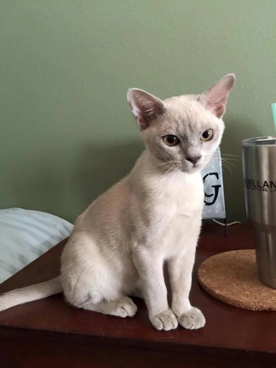 Tonkinese en adopción | Muy comunicativo | Busca compañía constante