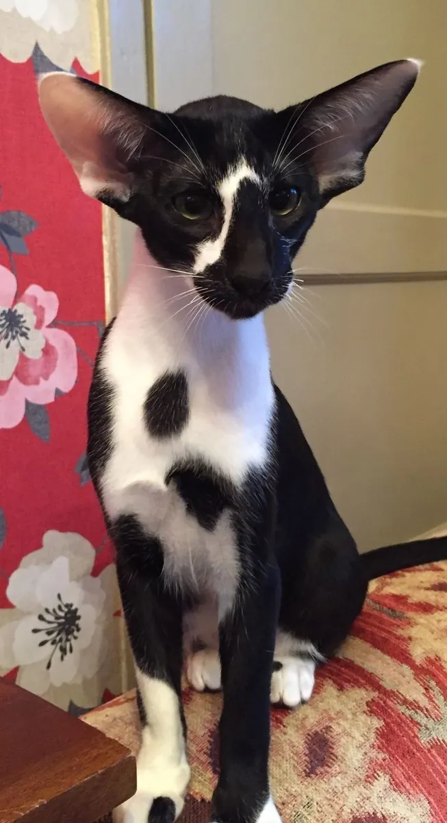 Chat Oriental à poil court à vendre | Très expressif, extrêmement affectueux | Chat non indépendant