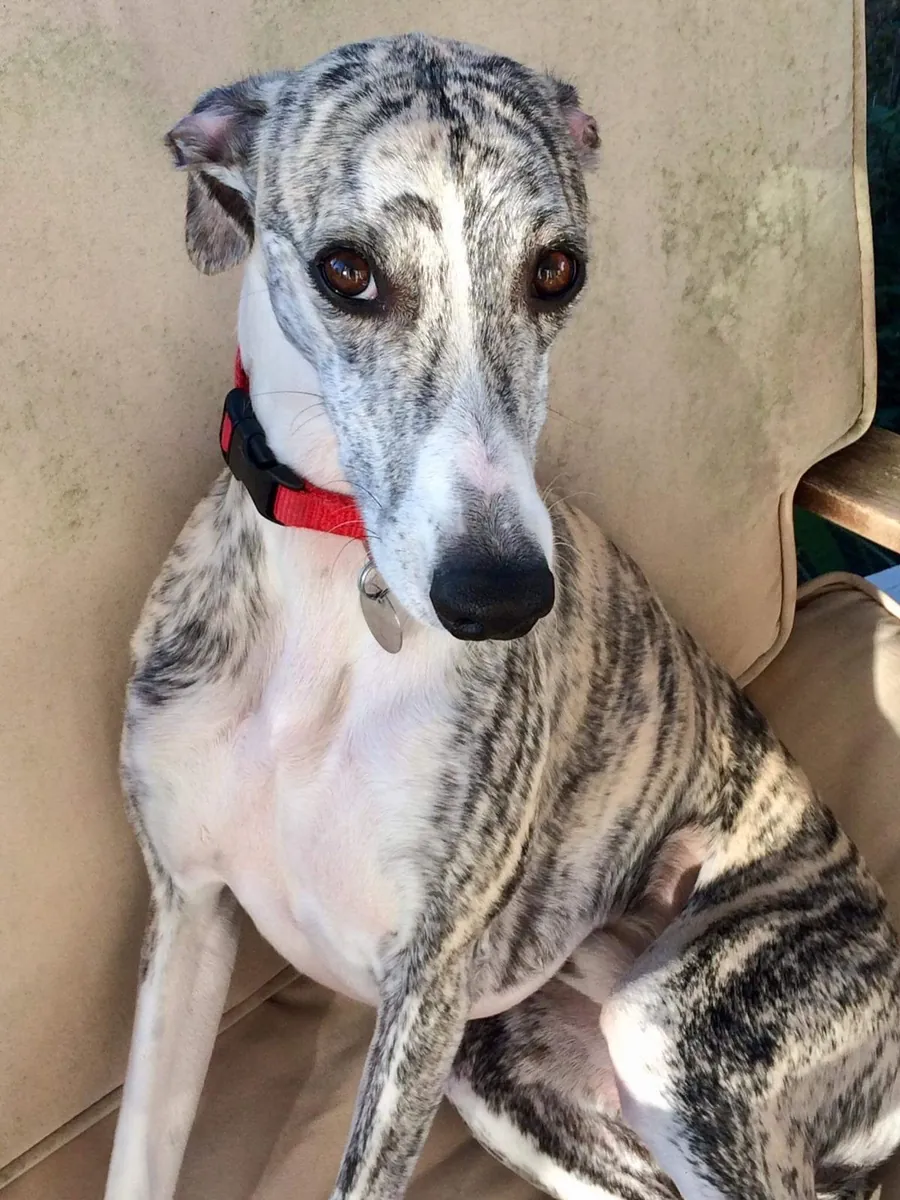 Whippet à vendre | Calme à la maison, sensible | Idéal pour foyer posé