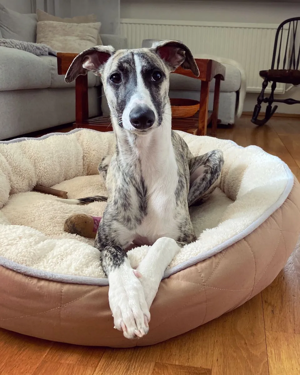 Whippet à vendre | Calme à la maison, sensible | Idéal pour foyer posé