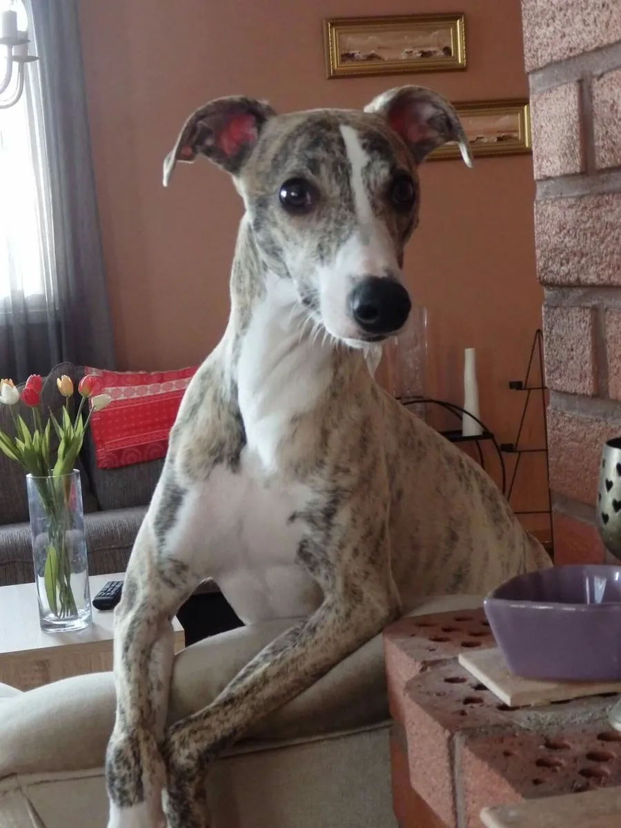 Whippet à vendre | Calme à la maison, sensible | Idéal pour foyer posé