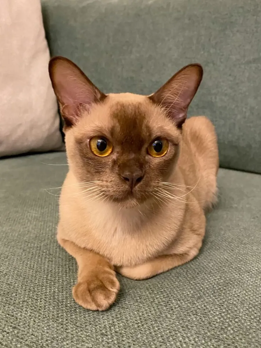 Burmese Européen à vendre | Très affectueux, présent | Chat qui aime la compagnie