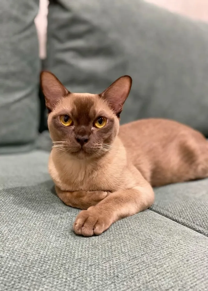 Burmese Européen à vendre | Très affectueux, présent | Chat qui aime la compagnie