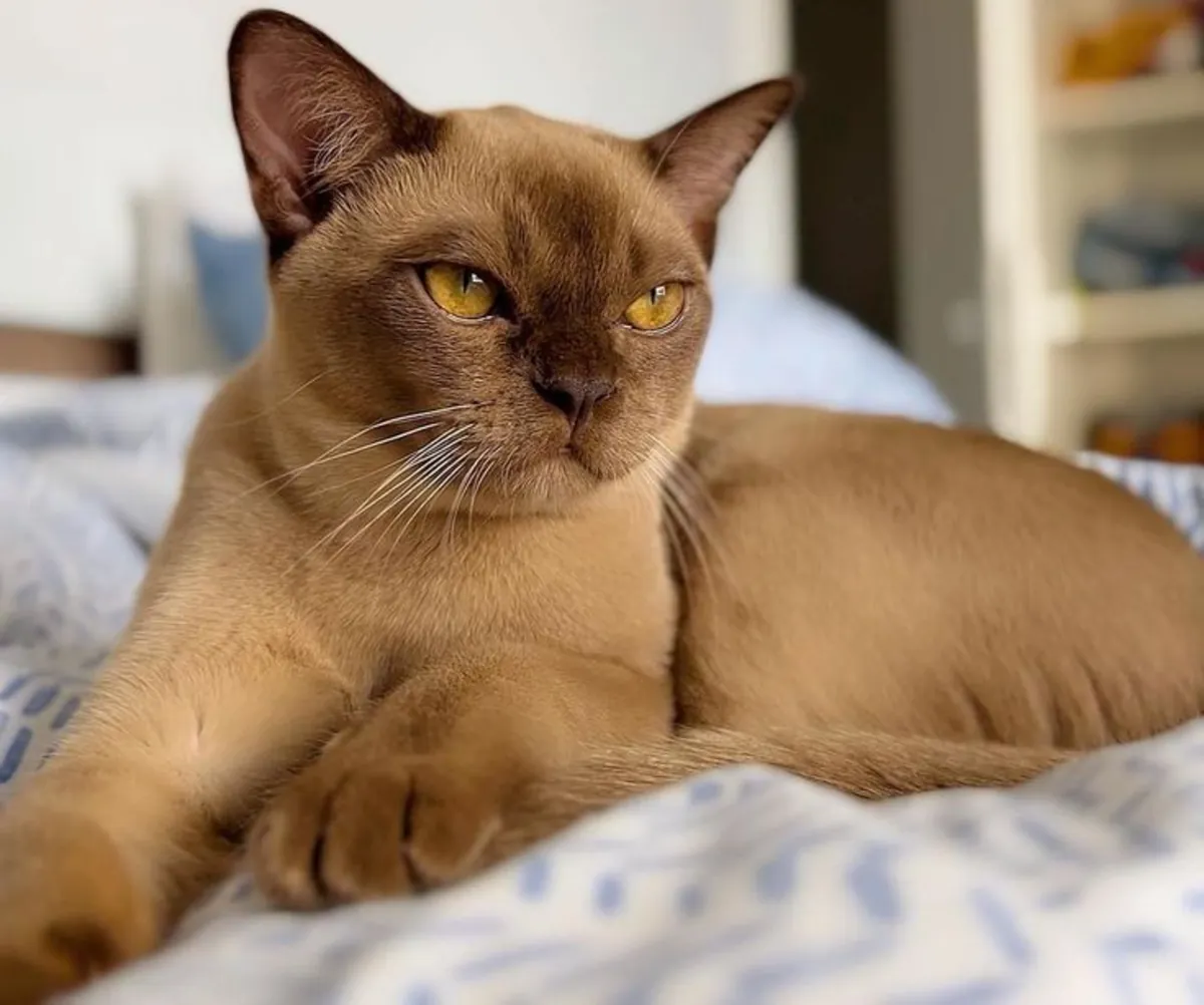 Burmese Européen à vendre | Très affectueux, présent | Chat qui aime la compagnie