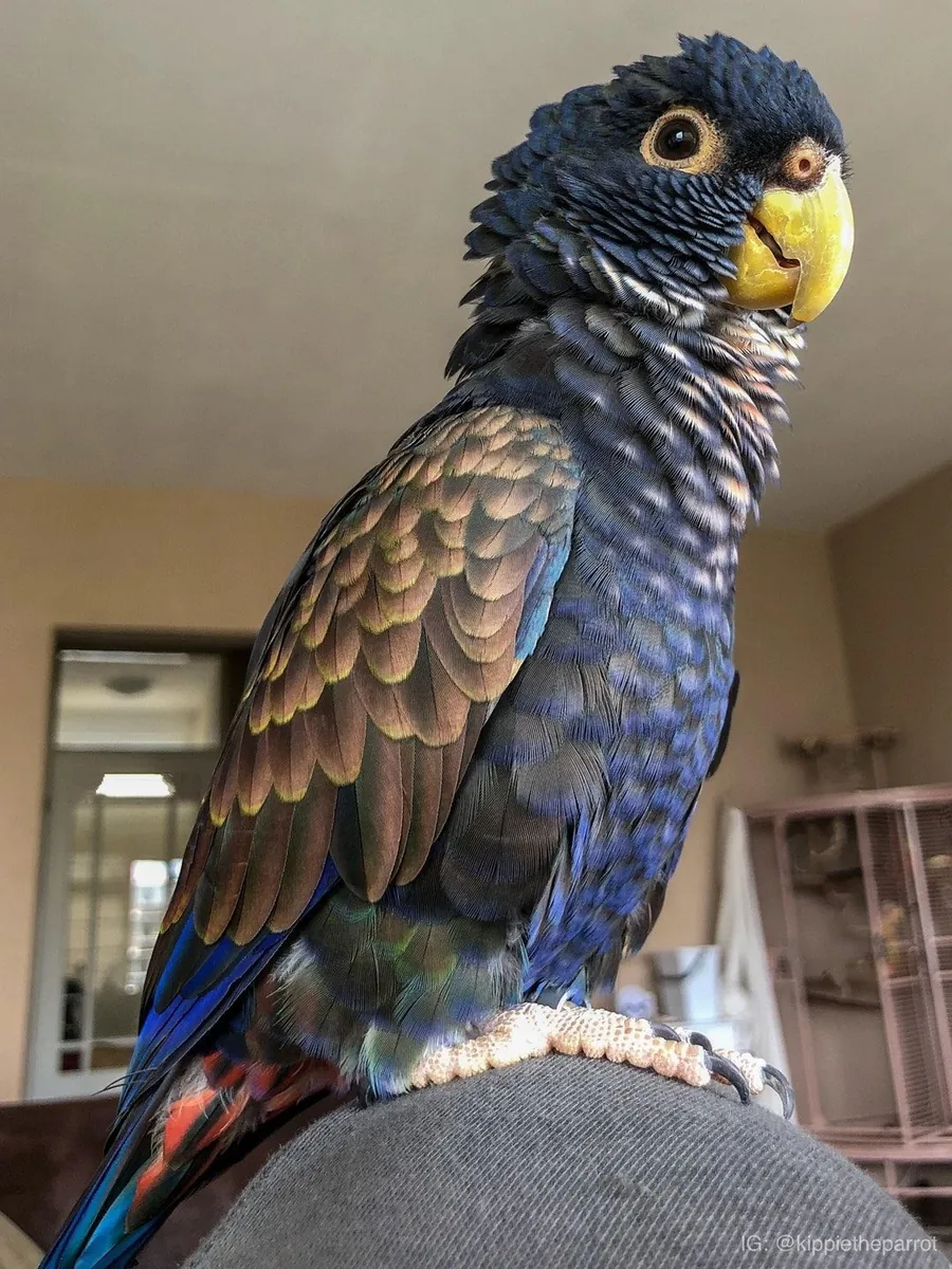 Pionus parrot for sale | Calm, observant | Suitable for a quiet home
