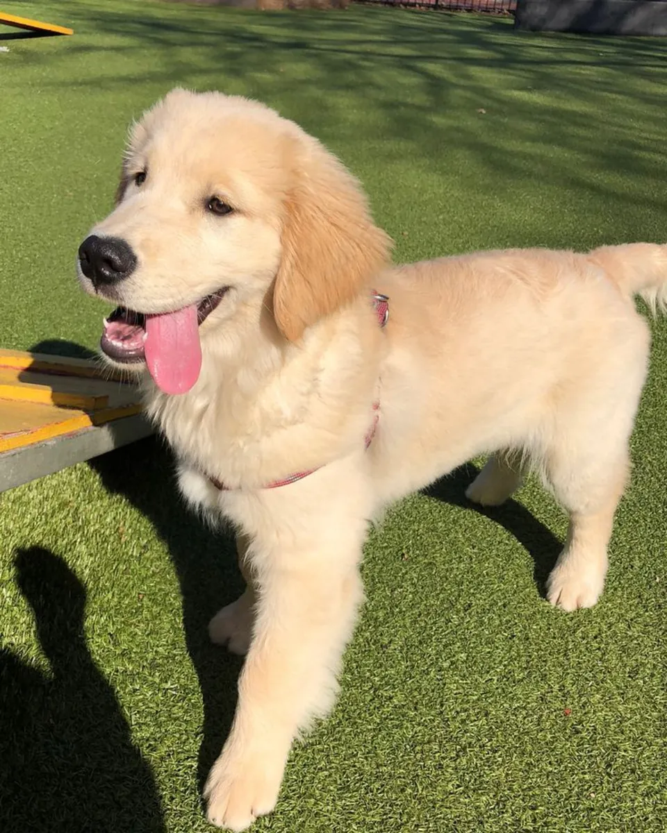 Golden retriever puppies for sale