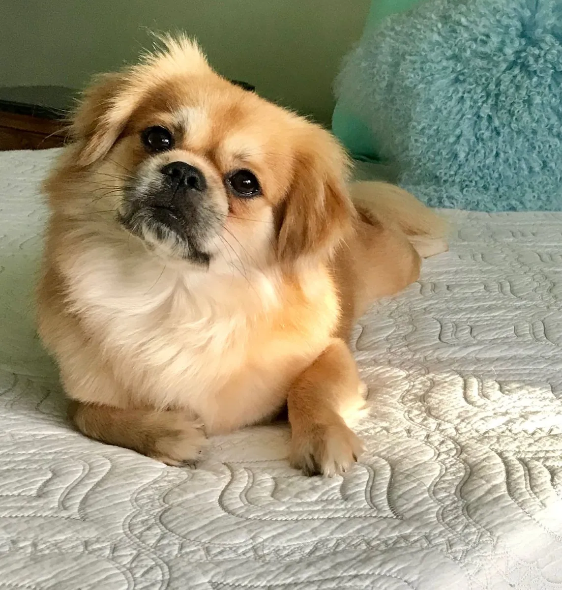 Tibetan Mastiff for Sale | Quiet Temperament | Suitable for Stable Families