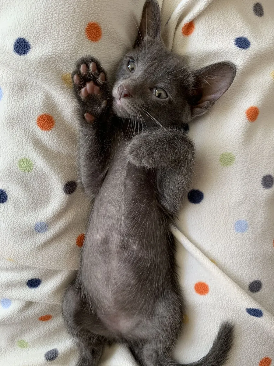 Collatz cats available for free adoption | Very quiet | Suitable for stable families only