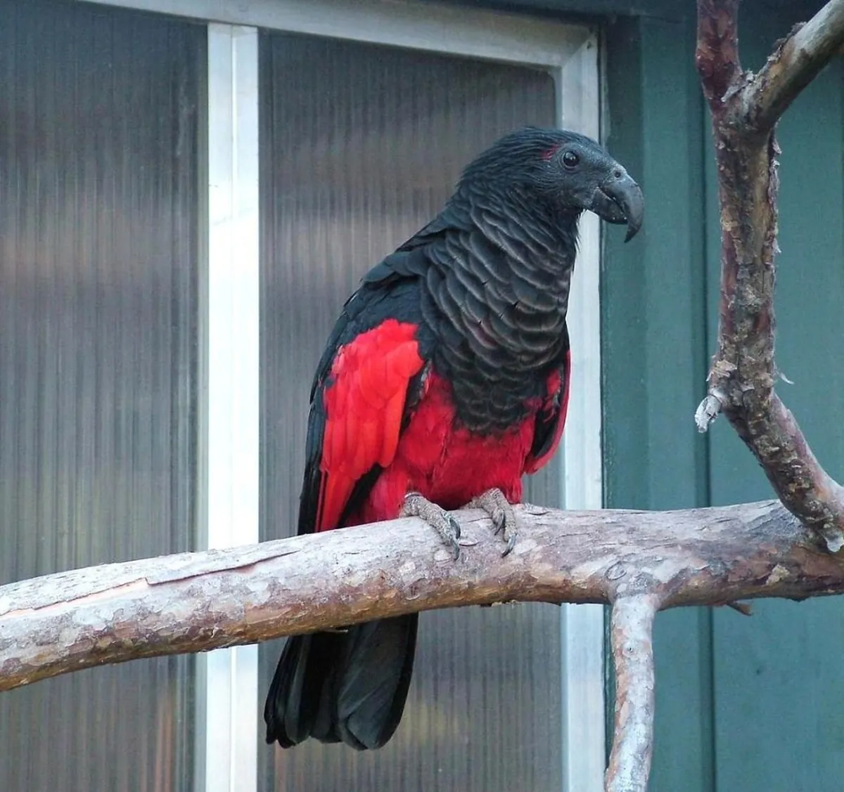 Black Palm Parrot for Sale | Quiet | Suitable for Experienced Keepers