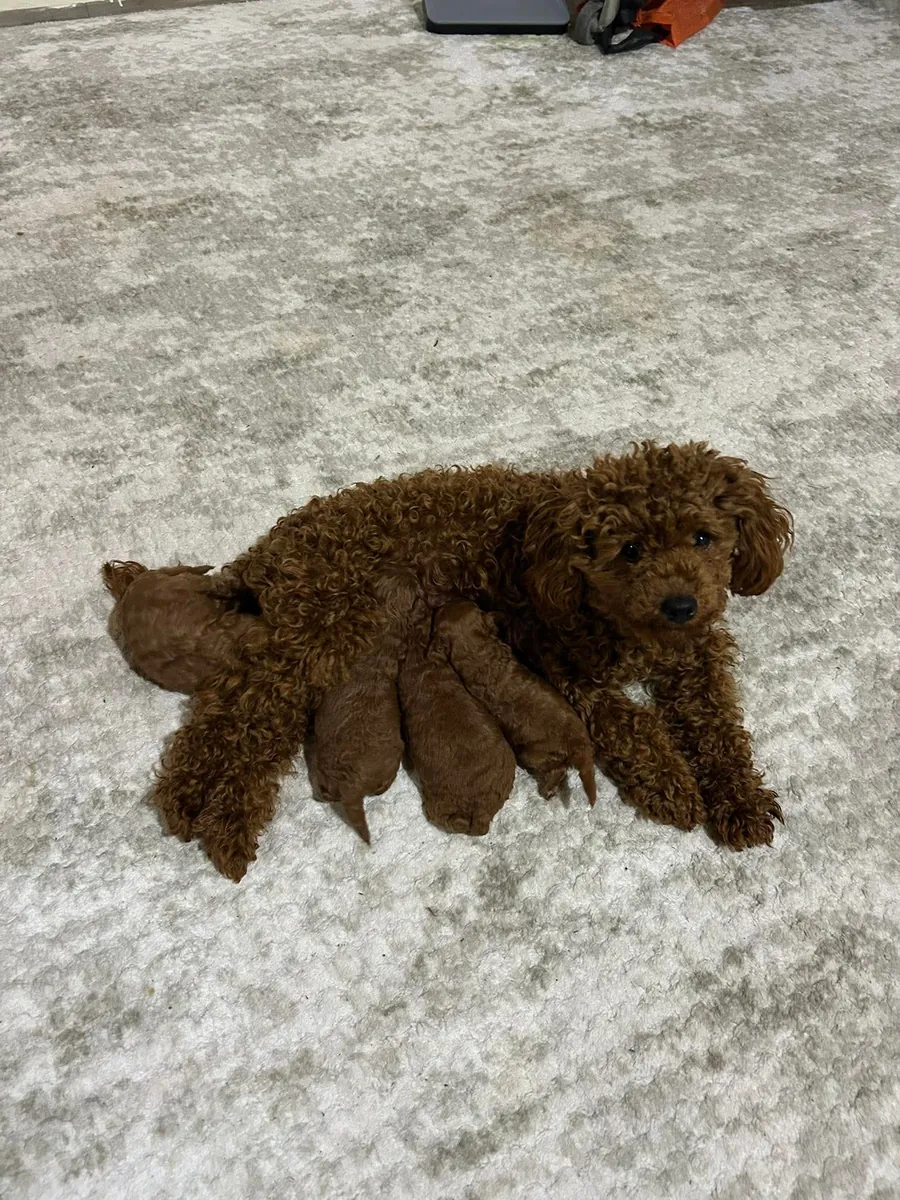 Toypoodle 拥有所有必需品。