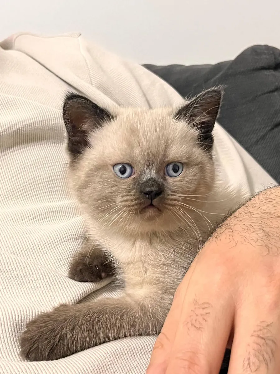 Bebés Bluepoint