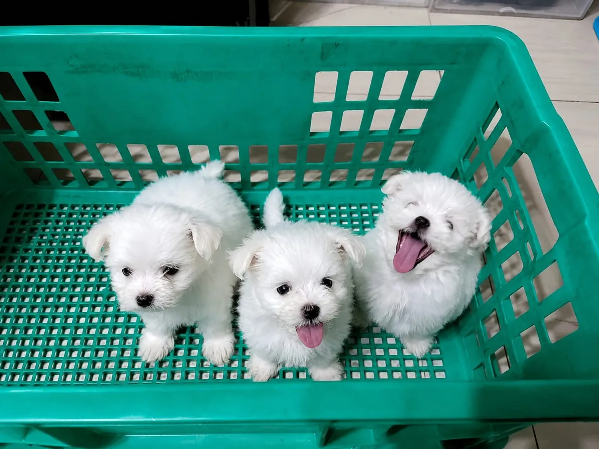 纯种，纯种，评级，评级