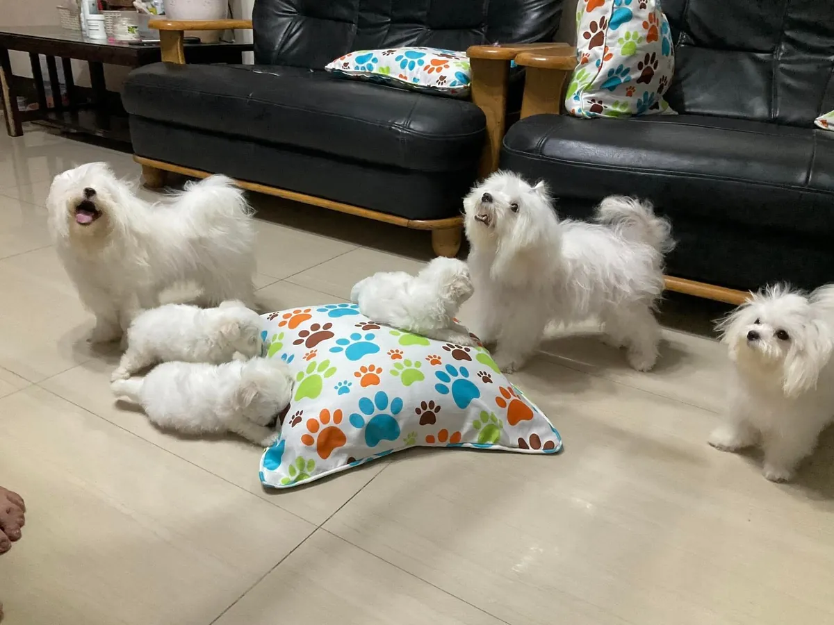 纯种，纯种，评级，评级