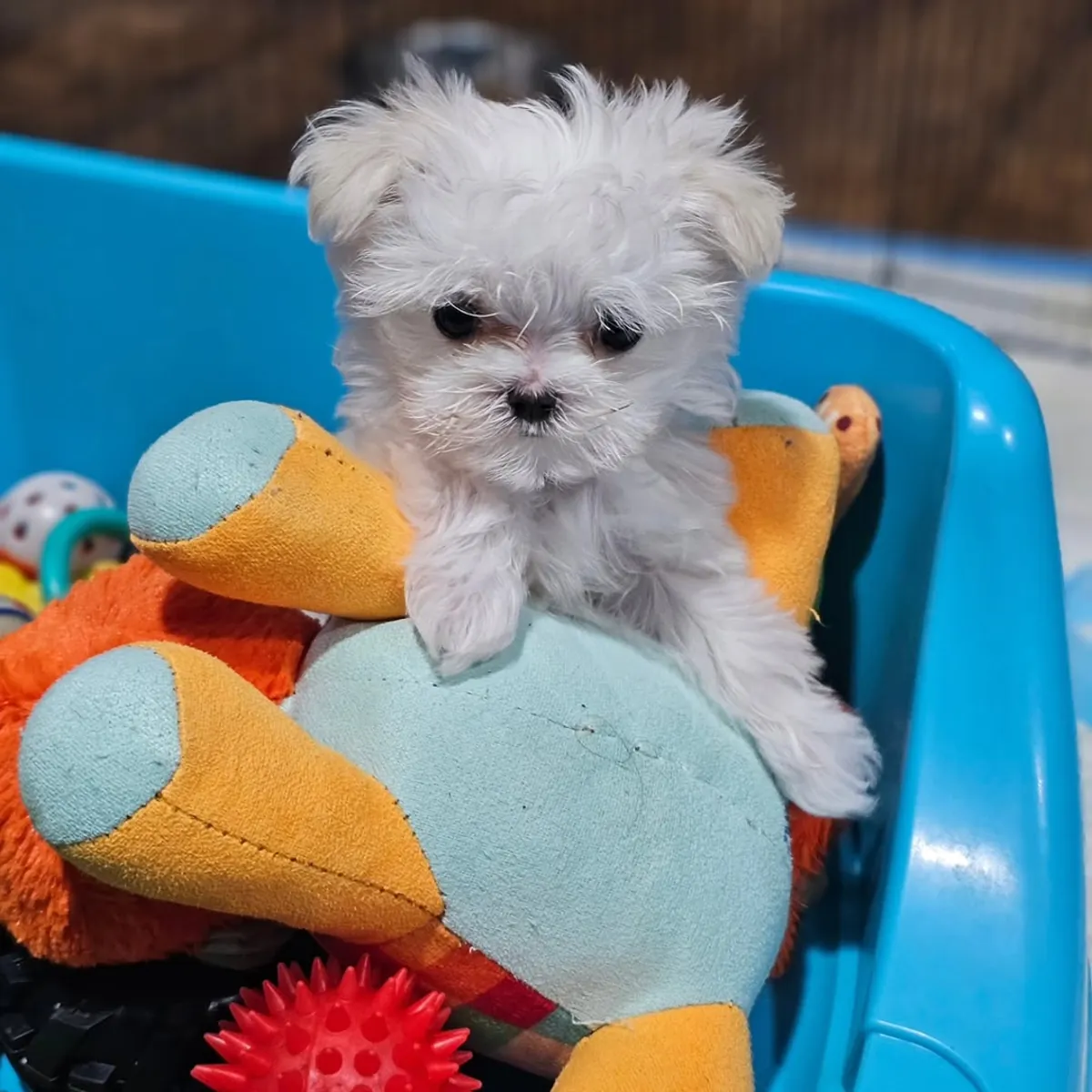 Bichon maltais de race pure avec points
