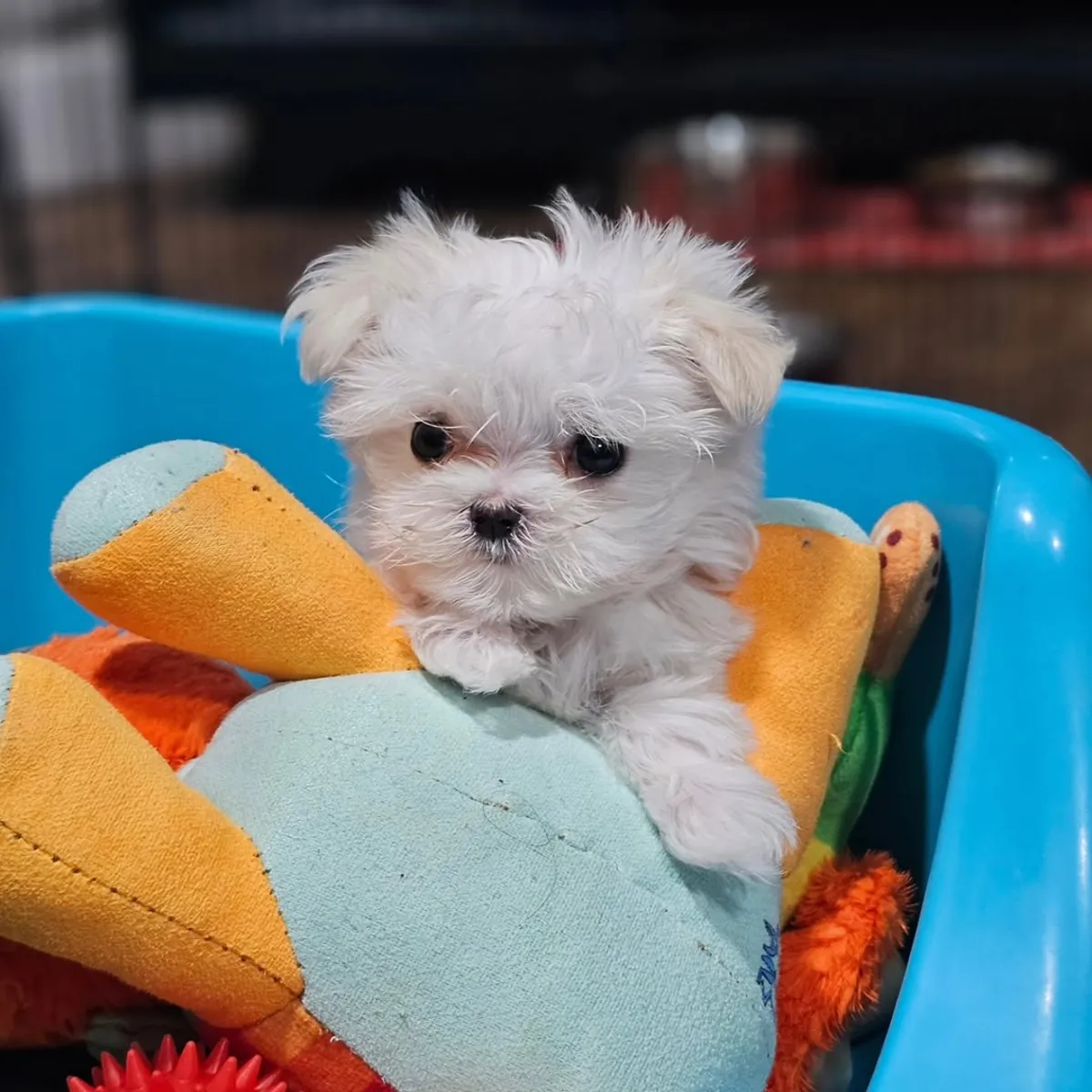 Bichon maltais de race pure avec points