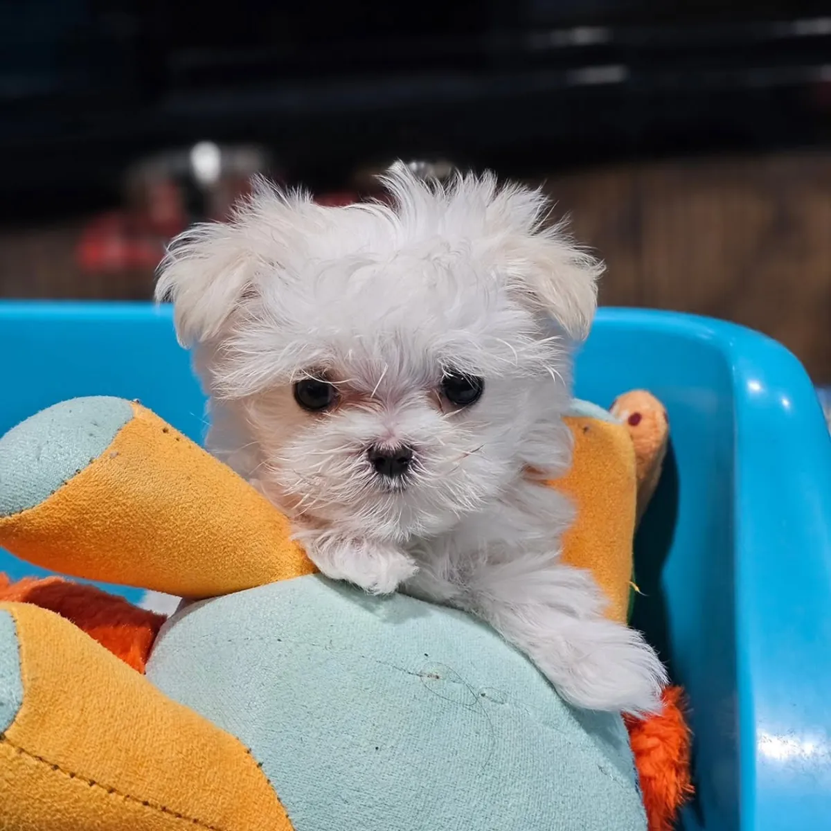 Bichon maltais de race pure avec points
