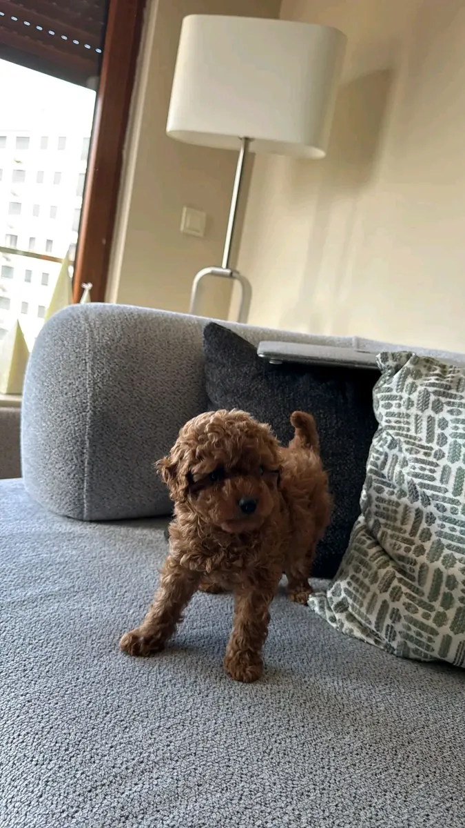 Safkan poodle 