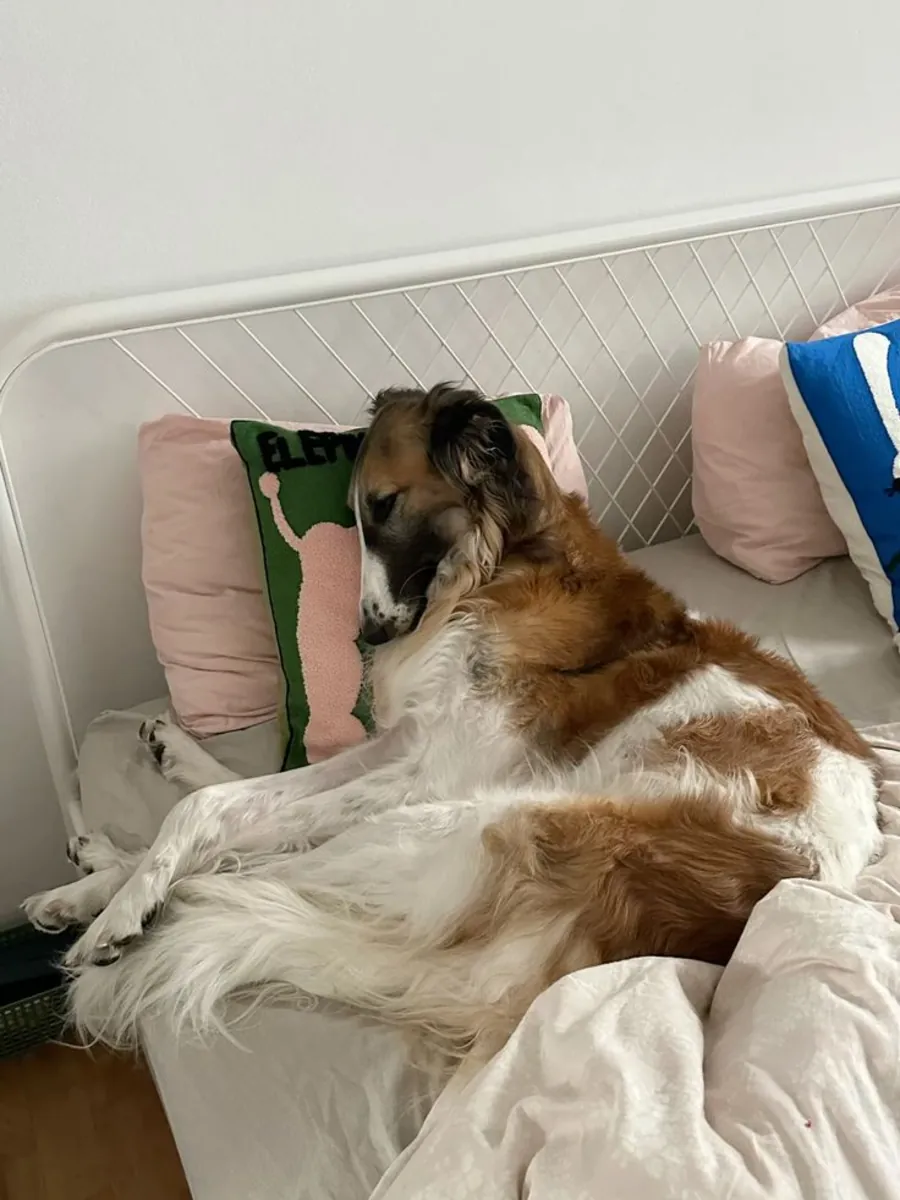 Борзая на продажу | Спокойная, благородная | Не для суеты