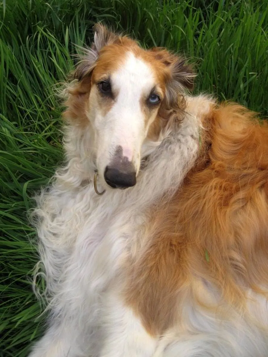 Борзая на продажу | Спокойная, благородная | Не для суеты