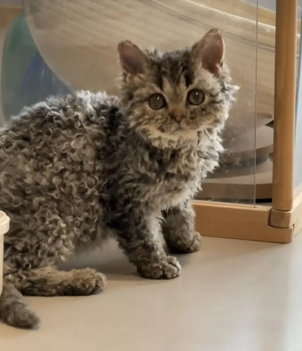 ЛаПерм ищет дом | Очень ласковая | Нужна стабильность