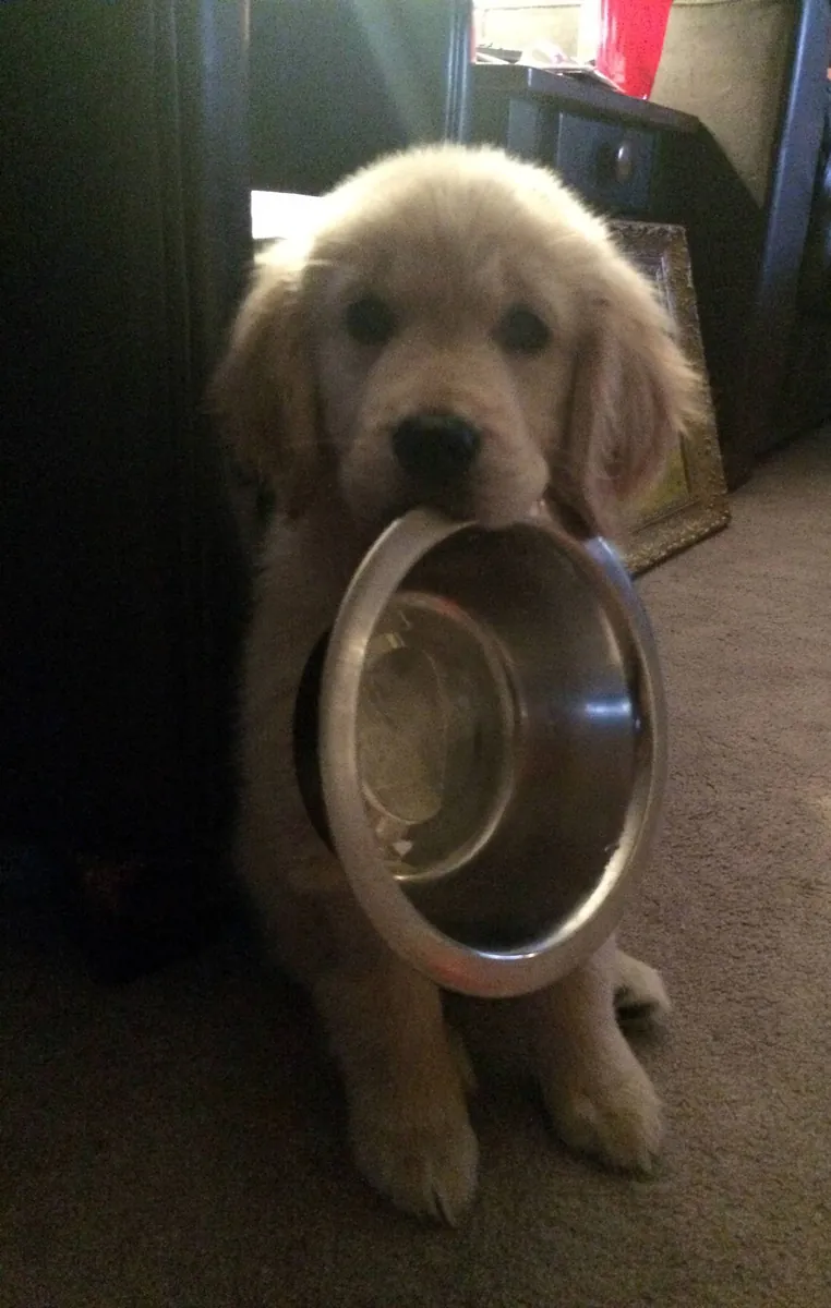 Голден ретривер на продажу | Добрый, ласковый | Настоящий семейный пёс