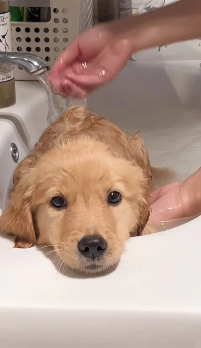 Голден ретривер на продажу | Добрый, ласковый | Настоящий семейный пёс