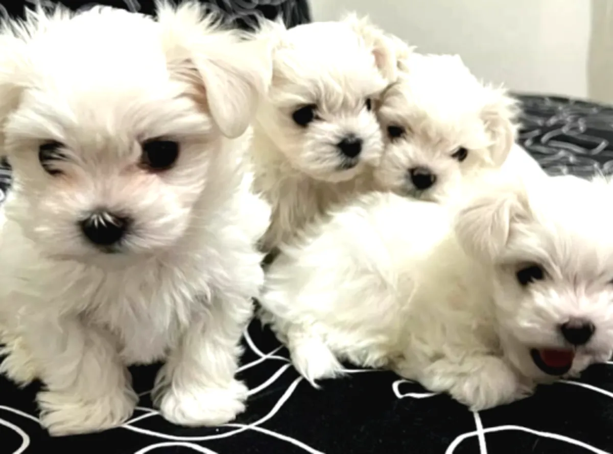 我们的0号马尔济斯幼犬