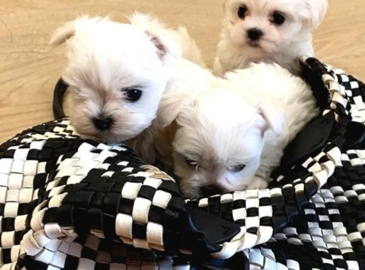 我们的0号马尔济斯幼犬