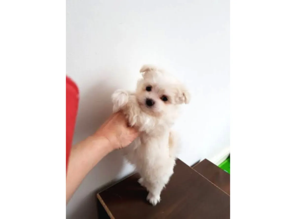 自家出生的马尔济斯幼犬