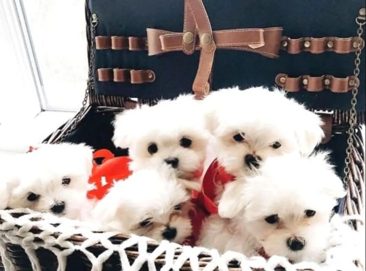 自家出生的马尔济斯幼犬