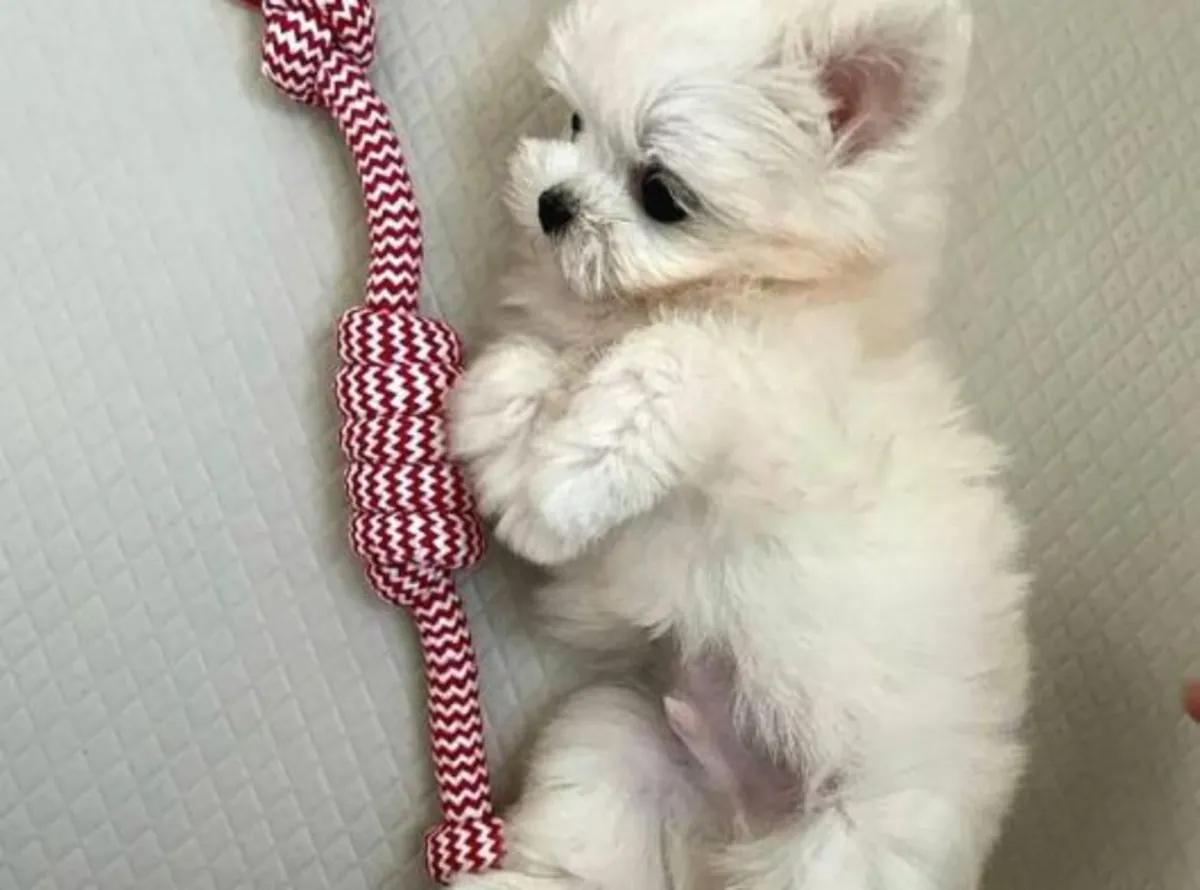自家出生的马尔济斯幼犬