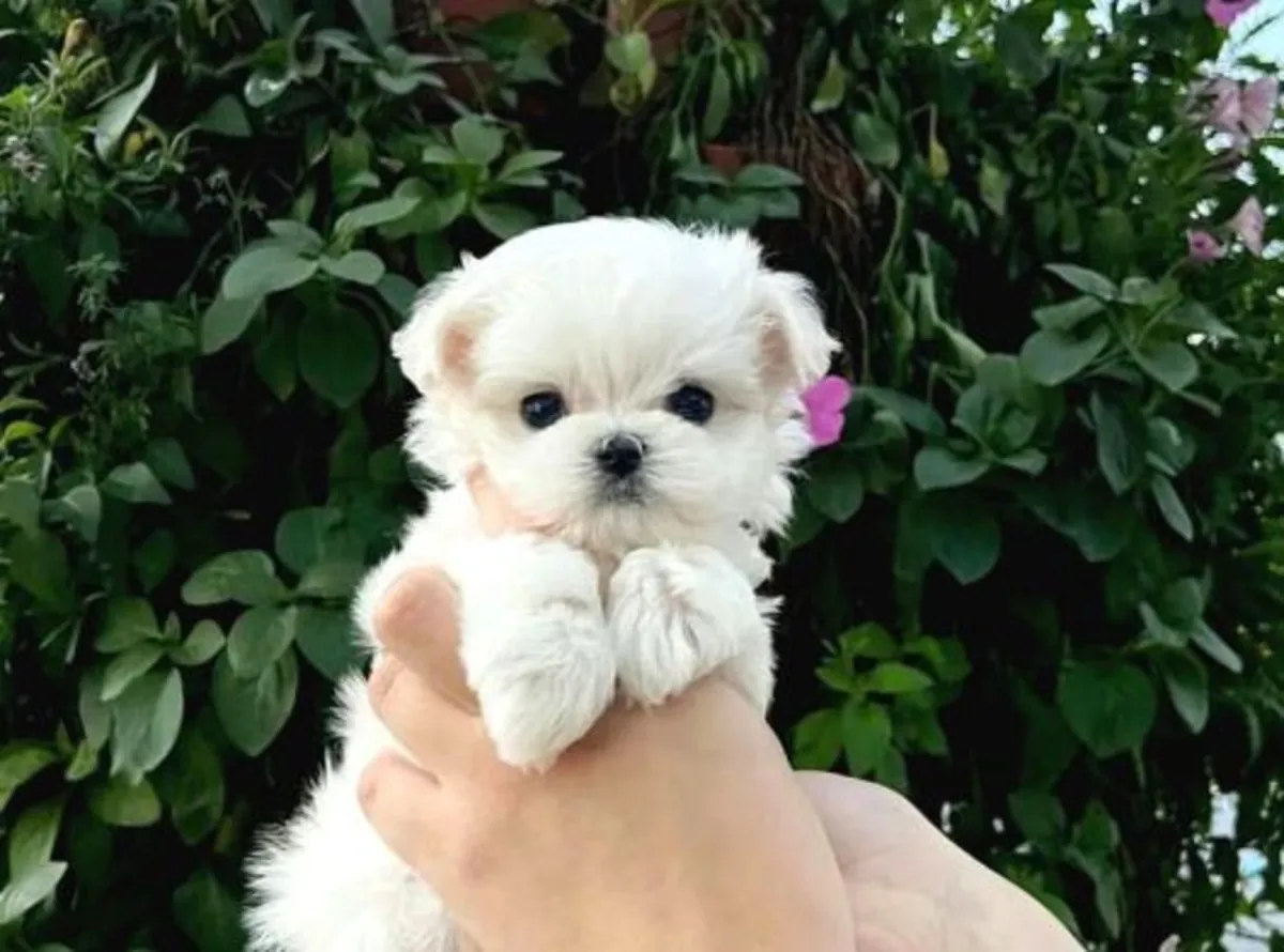 自家出生的马尔济斯幼犬