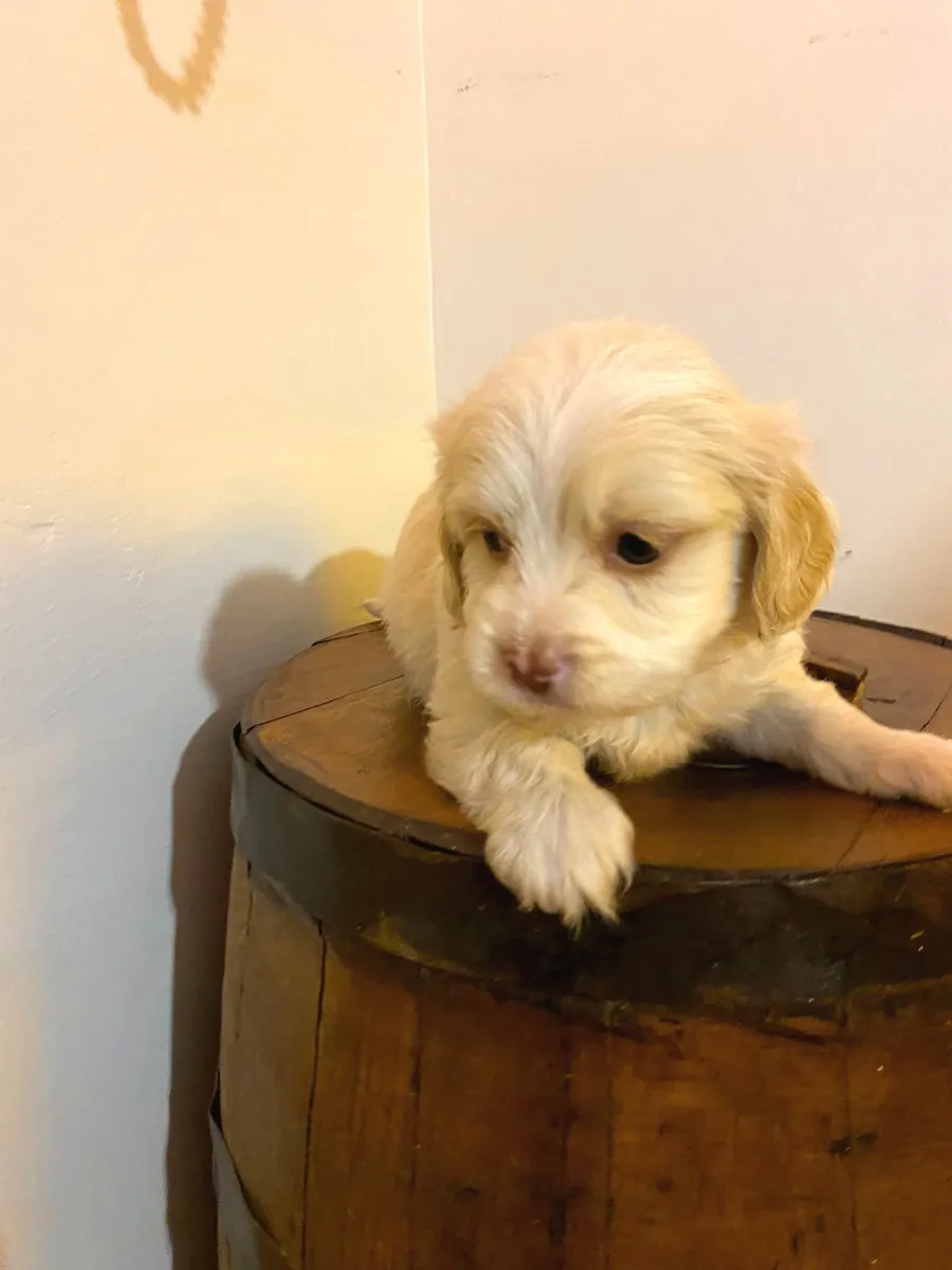 Nuestros muñecos Maltipoo de calidad A
