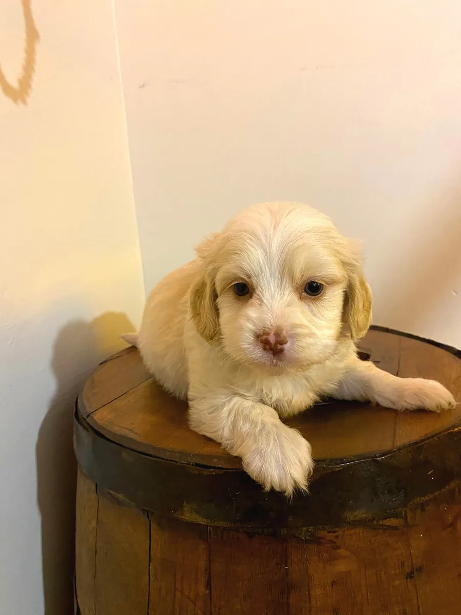 Nuestros muñecos Maltipoo de calidad A