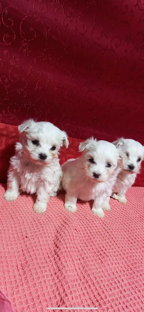 我的马尔济斯幼犬圆得像陀螺一样。