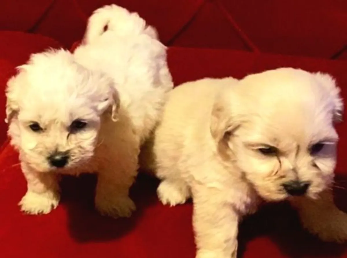 Nuestros bebés Maltipoo