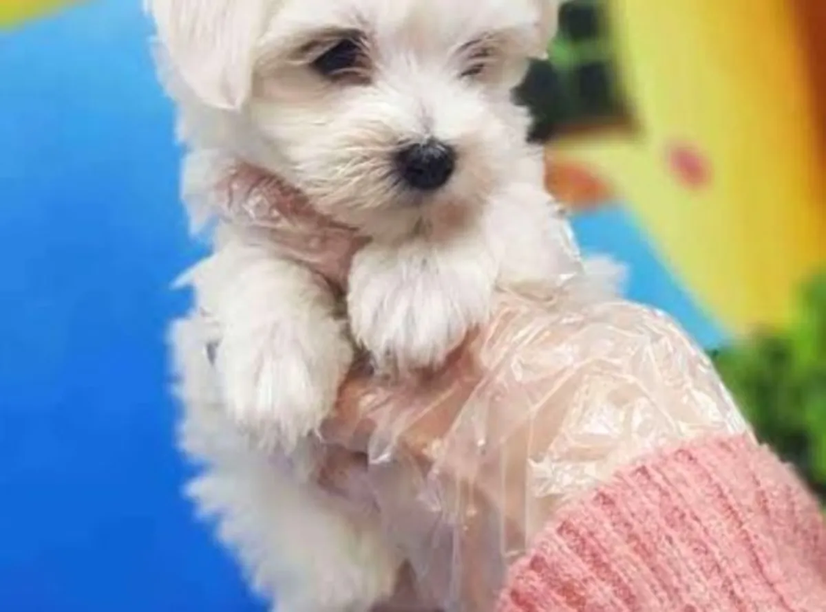 我们的迷你马尔济斯幼犬