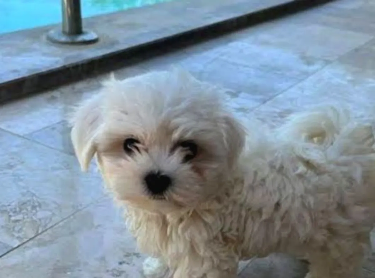 我们的迷你马尔济斯幼犬