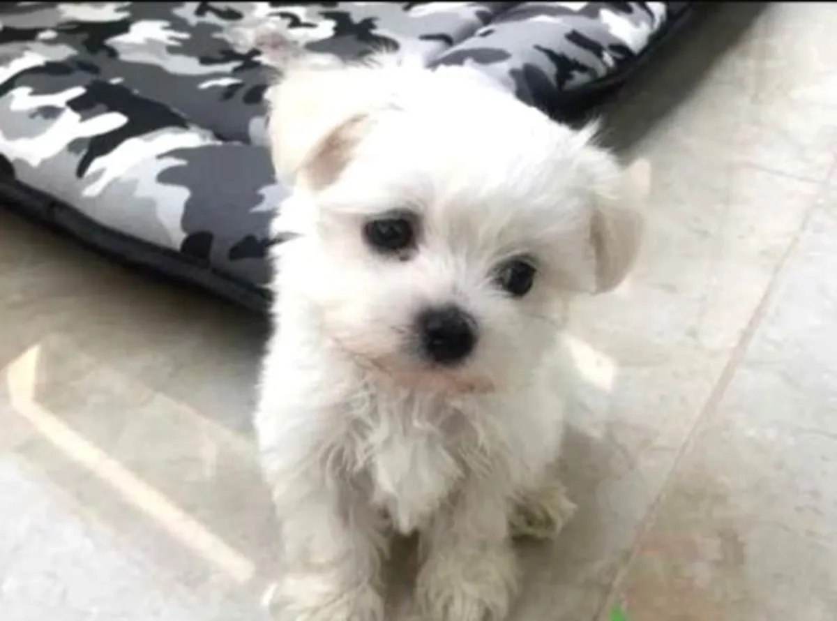 我们的迷你马尔济斯幼犬