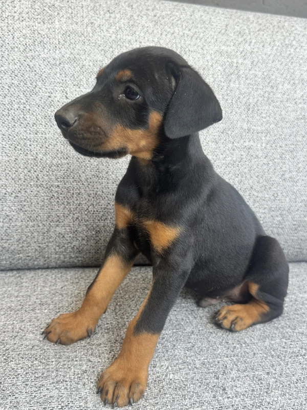 Doberman