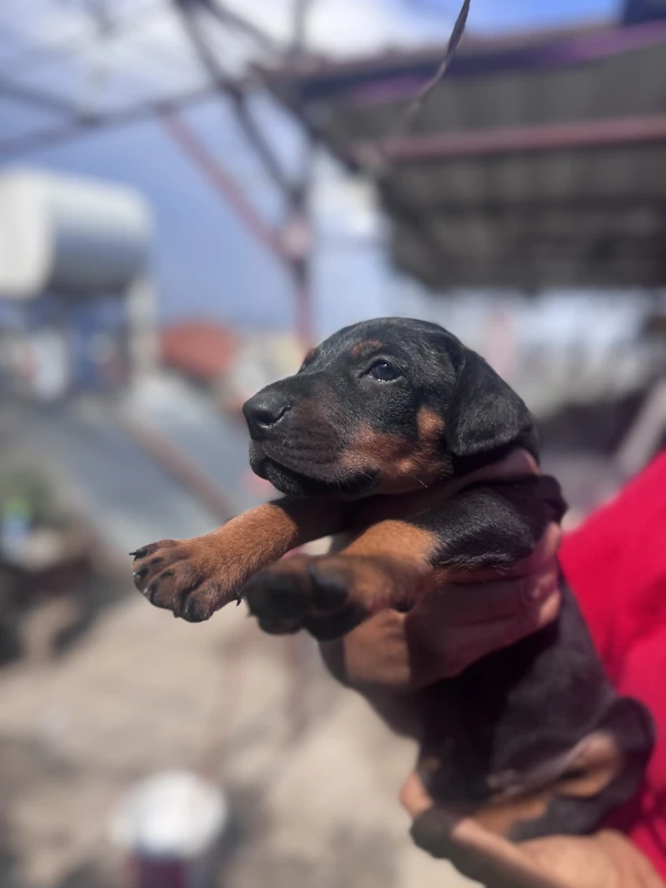 Doberman
