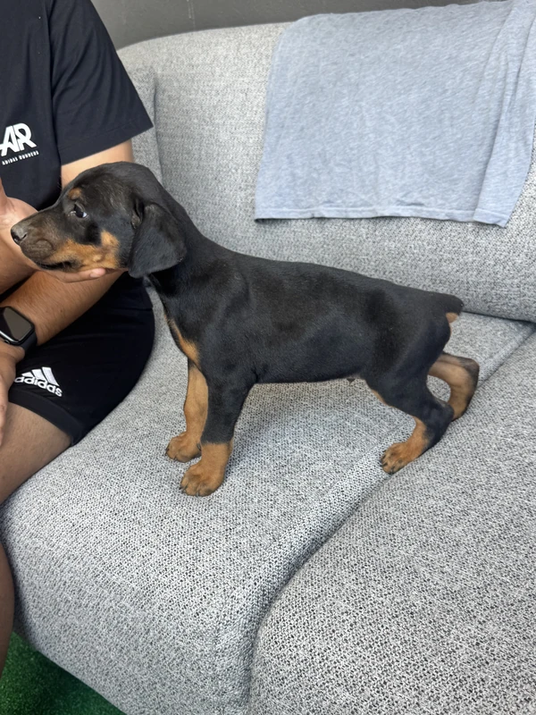 Doberman