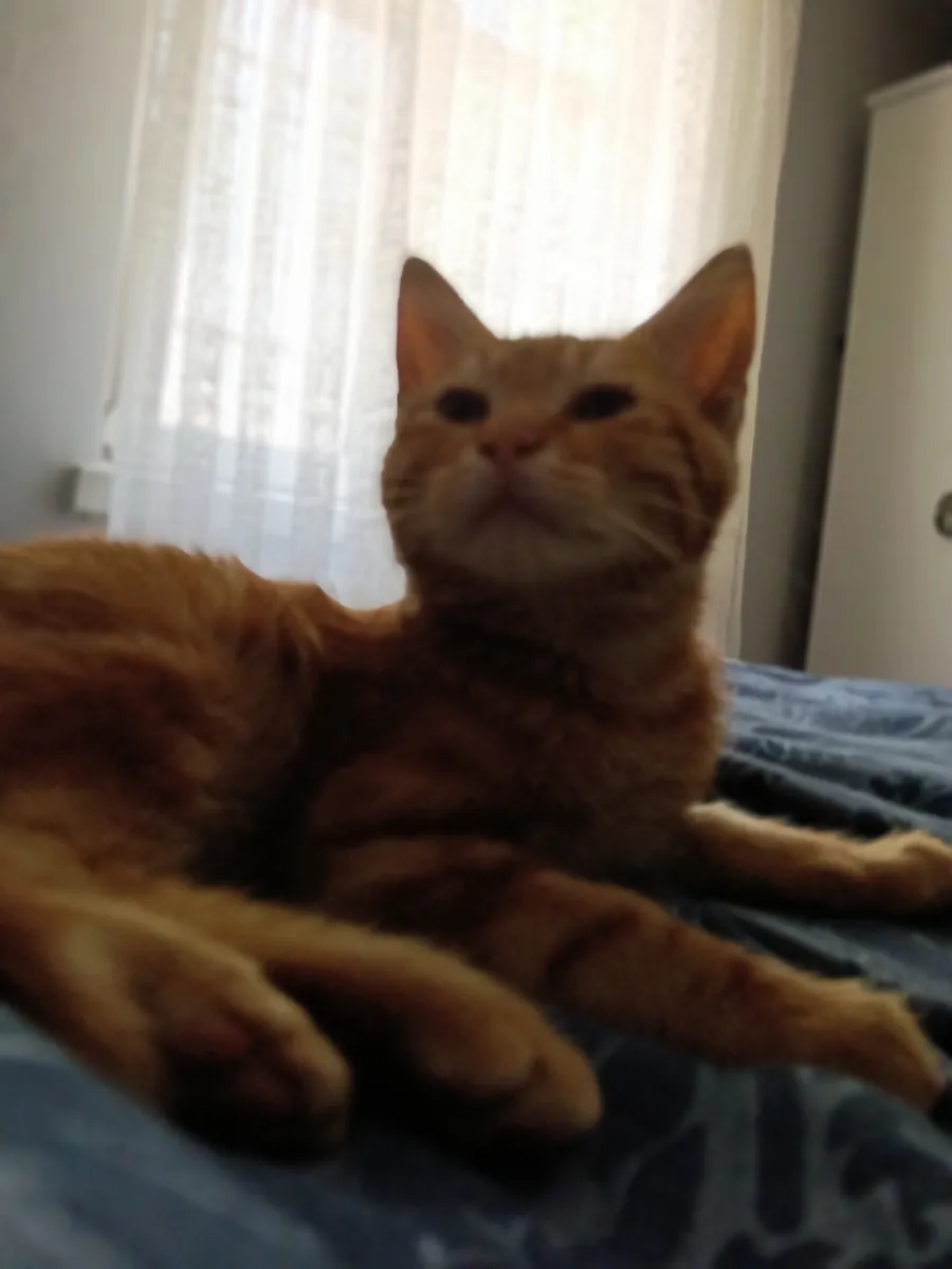 Lindo y amigable gato atigrado