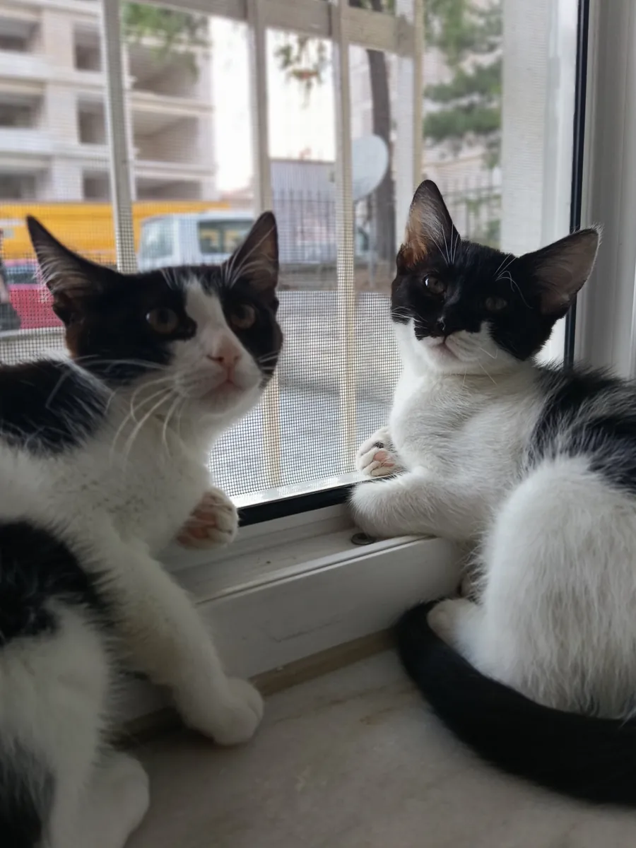 hermanas Simokin