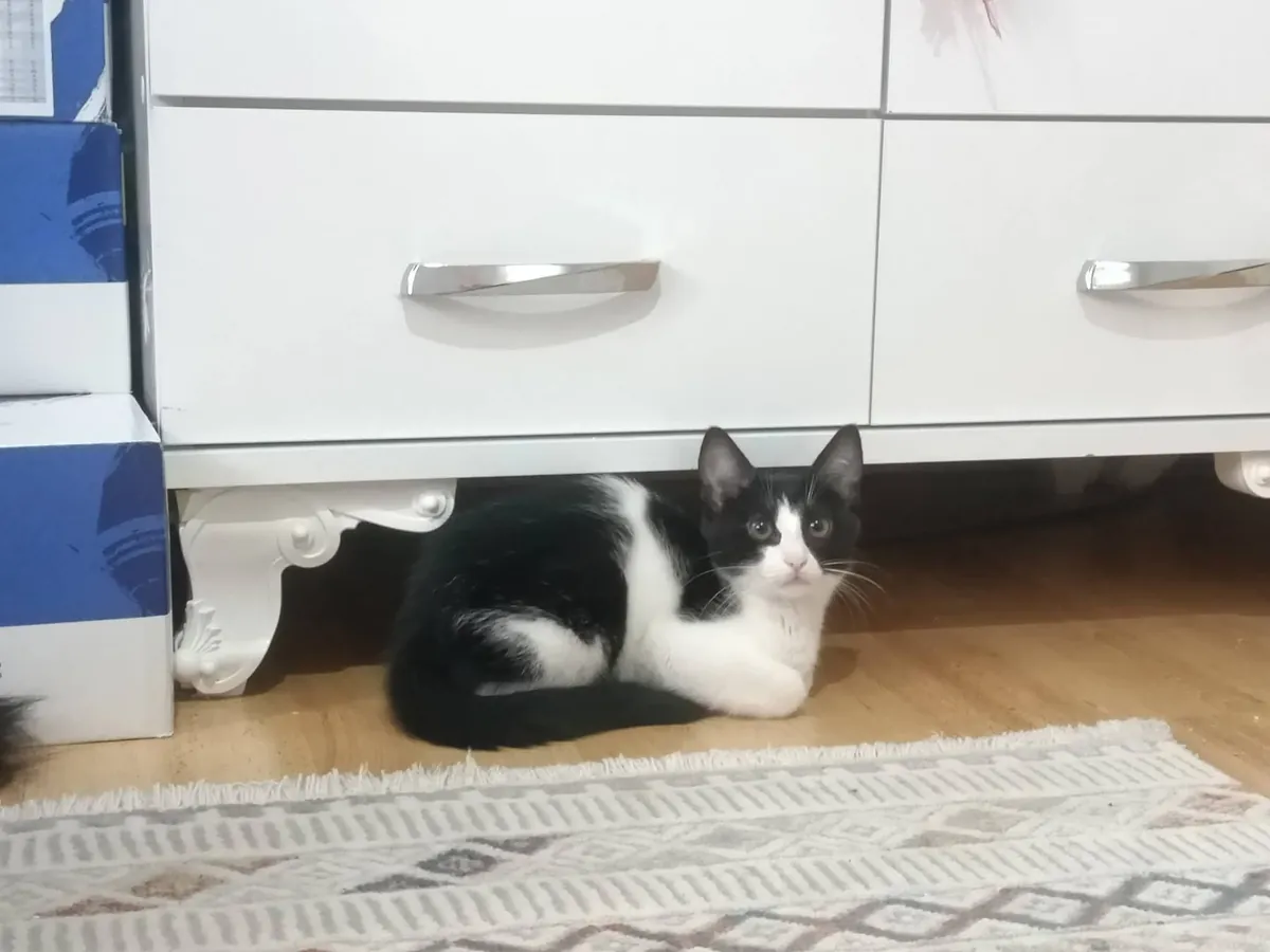 Lovely tuxedo sisters
